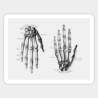 Double Hand Skeletal Diagram - Vintage Anatomy Magnet